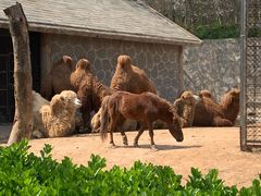 -石家庄市动物园