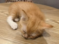 -楼上猫咖(罗湖店)