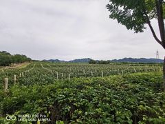 -北京张裕爱斐堡酒庄