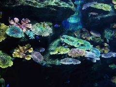 -暹罗海洋世界