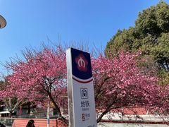 -梅花山(明孝陵内)