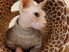-猫腻·猫咖·撸猫馆(星光大道店)