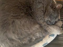 -Rabbit Cafe私房西餐甜点咖啡(栖霞路店)