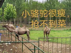 -秦皇岛野生动物园