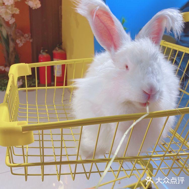 人形种草机 今天又营业了 有一家宝藏店铺 坐落在郑州