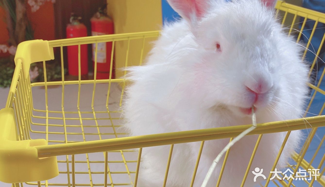 人形种草机 今天又营业了 有一家宝藏店铺 坐落在郑州