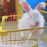 人形种草机 今天又营业了 有一家宝藏店铺 坐落在郑州