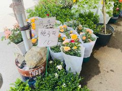 -苏州市皮市街花鸟工艺品市场