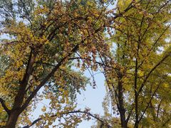 -三里屯东五街银杏大道