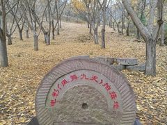 -千年银杏谷文化旅游区