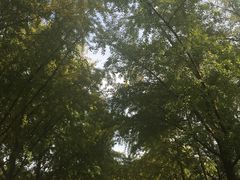 -三里屯东五街银杏大道