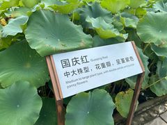 -白洋淀景区