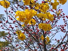 -深圳市人才园(深南大道店)