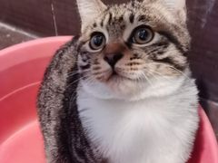 -伟伟宠物医院·瑞派猫友好医院·猫科(光谷店)