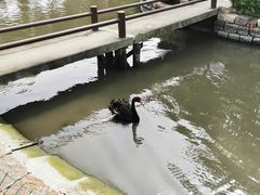-鹅湖玫瑰文化园