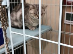 -多卡布奇宠物生活馆(上林世家店)