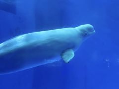 -海合安成都极地海洋公园