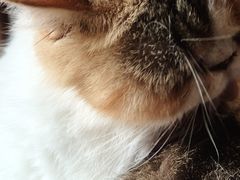 -猫岛主趣味餐厅(鼓浪屿店)