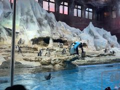 -帝企鹅自助餐厅•儿童岛•真企鹅(长隆企鹅酒店)