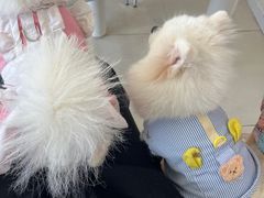 -怪兽屋·羊驼·猫咖·狗咖(俊华广场店)