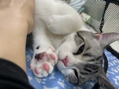 -艾贝尔宠物诊疗