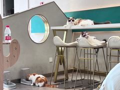 -飞行喵MR PILOT|猫舍·猫咖(静安大融城店)