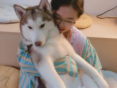 -Husky Go! 哈士奇体验馆·宠物咖啡厅狗咖