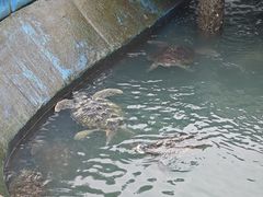 -广东惠东海龟国家级自然保护区