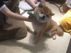 -逗柴咖啡屋·狗咖猫咖宠物桌游