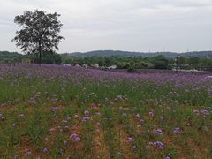 -大塘金香草谷