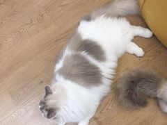 -1013 PET SHOP精品宠物商店(丁香店)
