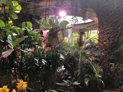 -正佳雨林生态植物园