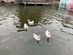 -水绘园