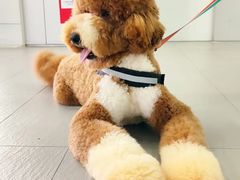 -萌兽医馆·眼科·异宠专科(三里屯店)