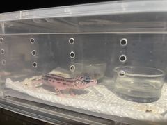 -酷以爬仙阁实体爬宠店·守宫·蜥蜴·专业繁育