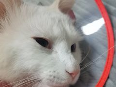 -美联众合宠物医院·爱萌分院·内外科·猫科中心