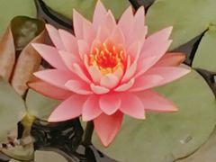 -东莞植物园