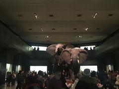 -美国自然历史博物馆