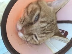 -瑞派宠物医院·犬猫全科·猫友好(宾水西道店)