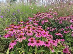 -紫颐香薰山谷景区