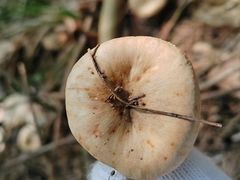 -素山寺森林公园