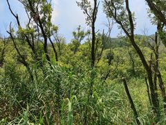-西湖风景区-江洋畈生态公园