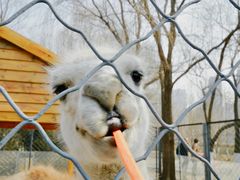 -长白岛森林公园