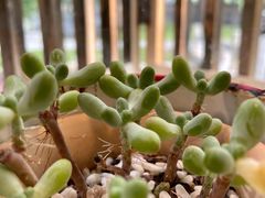 -春风习习
