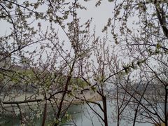-桃花堤公园
