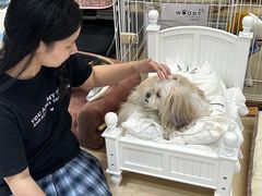 -帕帕拉兹宠物(亚洲旗舰店)