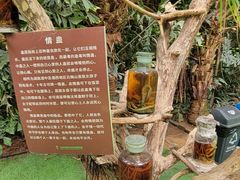 -呀路古热带植物园