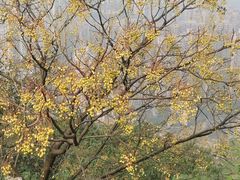 -重庆平顶山公园
