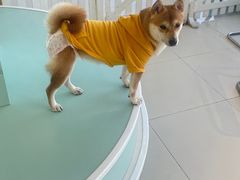 -怪兽屋·羊驼·猫咖·狗咖(俊华广场店)