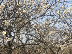 -香雪海